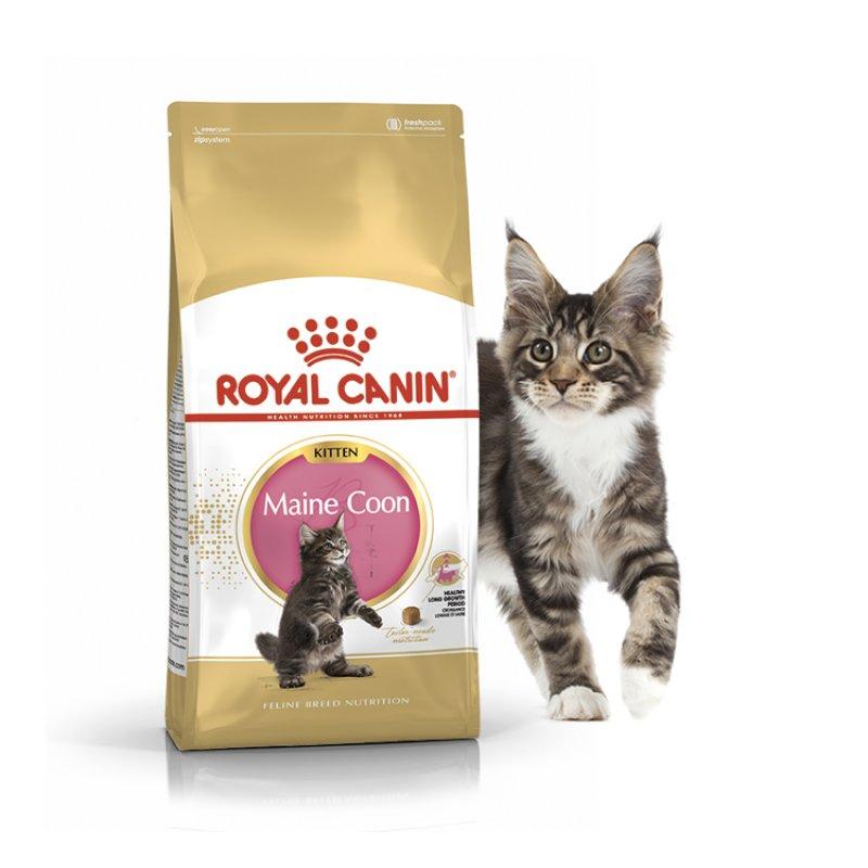 Royal Canin Maine Coon Kitten 400 г сухий корм для кошенят породи мейн-кун