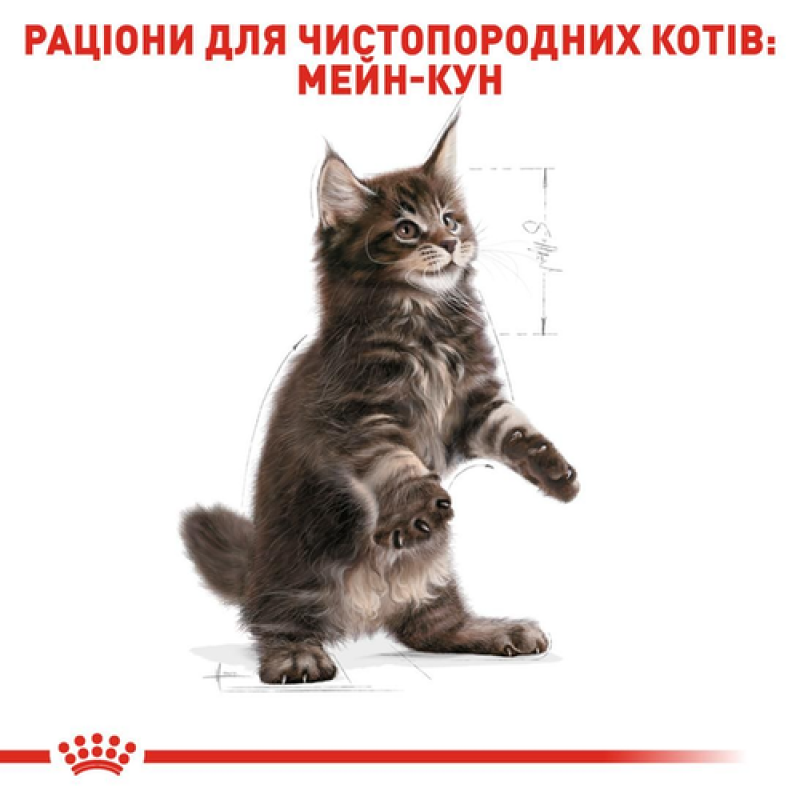 Royal Canin Maine Coon Kitten 400 г сухий корм для кошенят породи мейн-кун