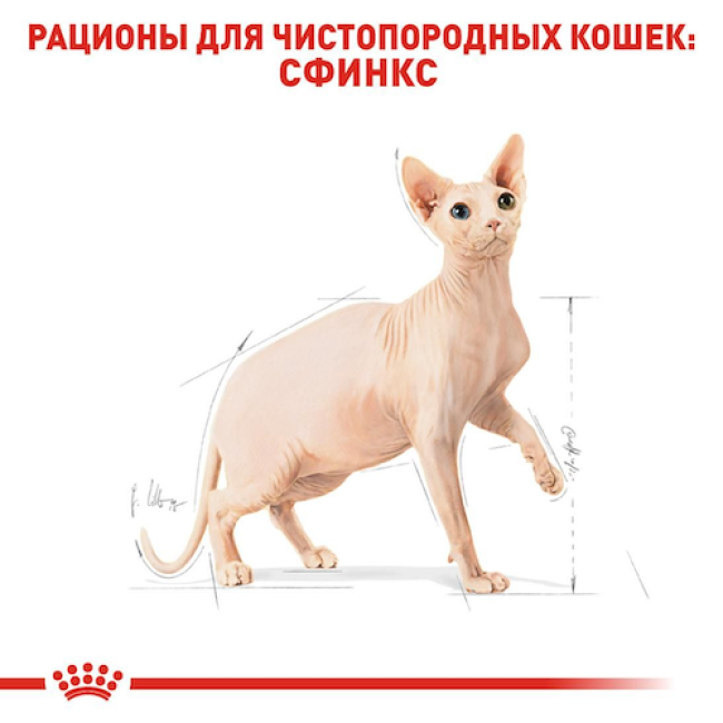Royal Canin Sphynx 4 кг сухий корм для кішок породи сфінкс