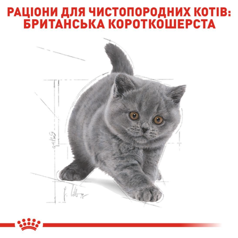 Royal Canin British Shorthair Kitten 400 г сухого корму для кошенят британської породи