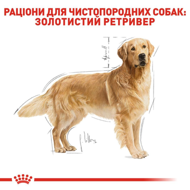 Royal Canin Golden Retriever Adult 12 кг сухий корм для собак породи золотистий ретрівер