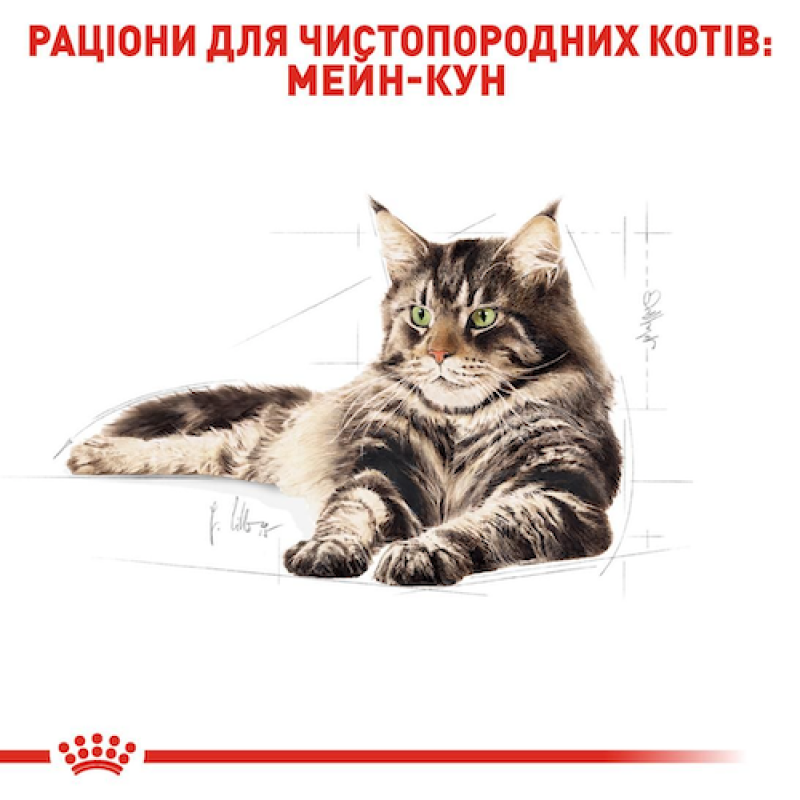 Royal Canin Maine Coon 12х85 г вологий корм для кішок породи мейн-кун
