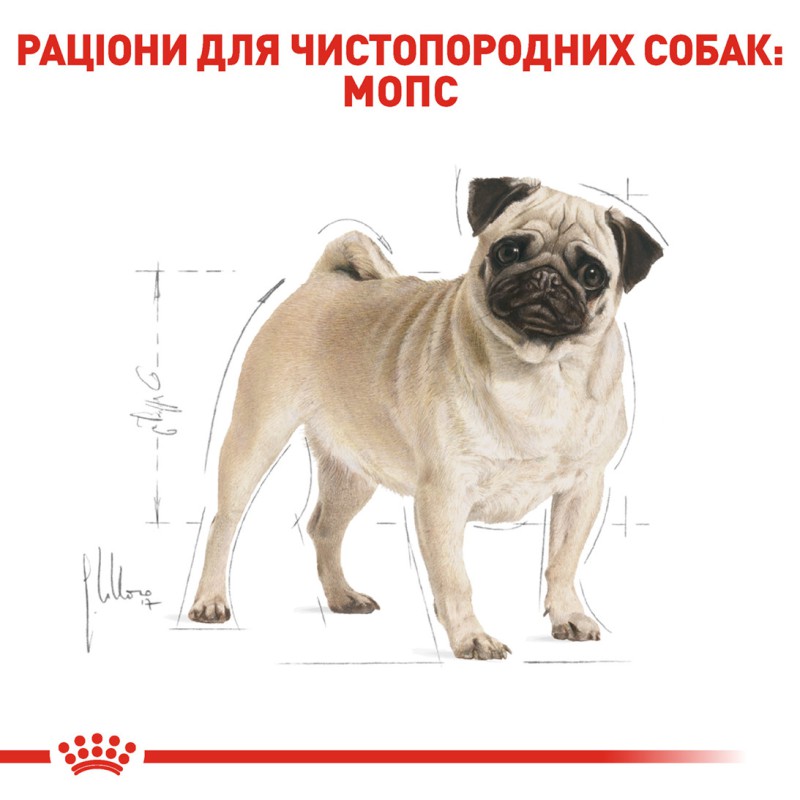 Royal Canin Pug 1.5 кг сухий корм для собак породи Мопс